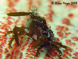 Small decorator crab (possibly Menaethius monocerus) on t... by Brian Mayes 